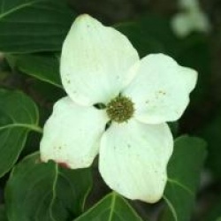 Cornouiller � fleurs Schmetterling