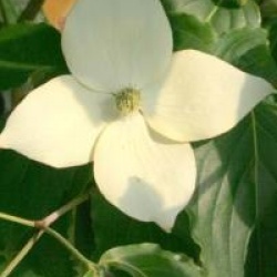 Cornus kousa 'Wieting's Select'