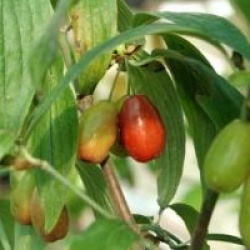 Cornus mas 'Kasanlak'