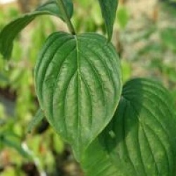 Cornus mas 'Kasanlak'
