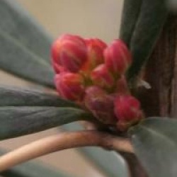 Berberis linearifolia 'Orange King'