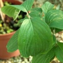 Cornus mas 'Kasanlak'