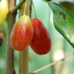 Cornus mas 'Kasanlak'