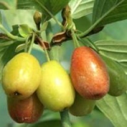 Cornus mas 'Kasanlak'
