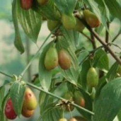 Cornus mas 'Kasanlak'