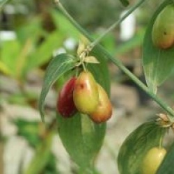 Cornus mas 'Kasanlak'
