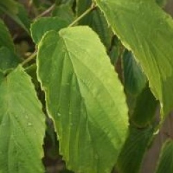 Corylopsis sinensis - Corylopsis de Chine