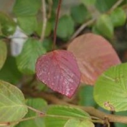 Corylopsis willmottiae 'Spring Purple'