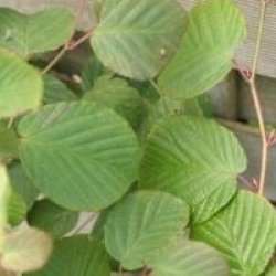 Corylopsis willmottiae 'Spring Purple'