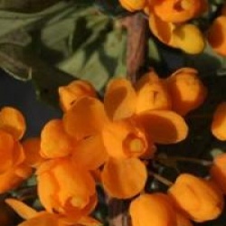Berberis x lologensis 'Apricot Queen'
