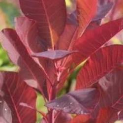 Cotinus 'Grace'