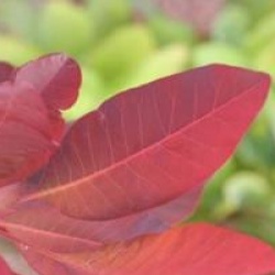 Cotinus 'Grace'