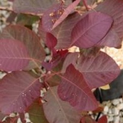 Cotinus 'Grace'