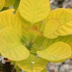 Cotinus coggygria 'Golden Spirit'