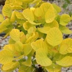 Cotinus coggygria 'Golden Spirit'