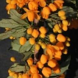 Berberis x lologensis 'Apricot Queen'