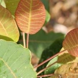 Cotinus coggygria 
