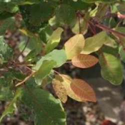 Cotinus coggygria 