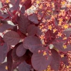 Cotinus coggygria 'Royal Purple'