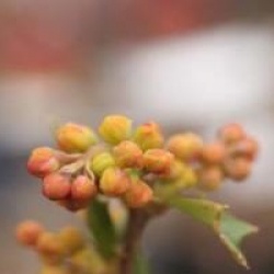 Berberis x lologensis 'Apricot Queen'