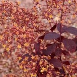 Cotinus coggygria 'Royal Purple'