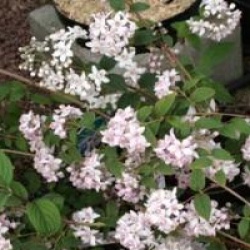 Deutzia 'Mont Rose'