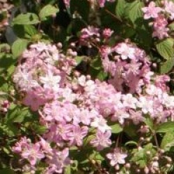 Deutzia x elegantissima 'Rosealind'