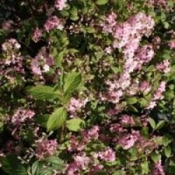 Deutzia x elegantissima 'Rosealind'