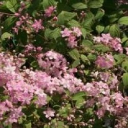 Deutzia x elegantissima 'Rosealind'