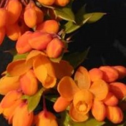 Berberis x lologensis 'Apricot Queen'