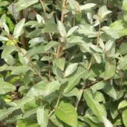 Elaeagnus commutata 'Zempin'