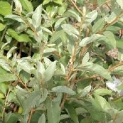 Elaeagnus commutata 'Zempin'