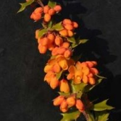 Berberis x lologensis 'Apricot Queen'