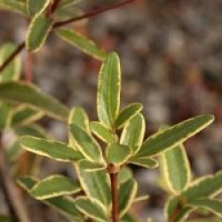 Eucryphia lucida 'Gilt Edge'