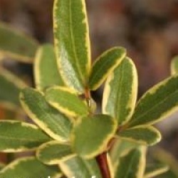 Eucryphia lucida 'Gilt Edge'