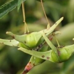 Euonymus cornutus var. quinquecornutus
