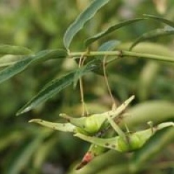 Euonymus cornutus var. quinquecornutus