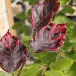 Fagus sylvatica 'Tricolor'