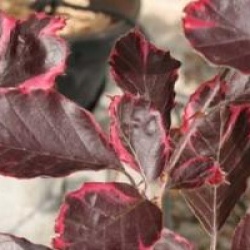 Fagus sylvatica 'Tricolor'