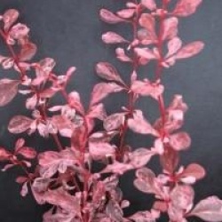 Berberis thunbergii f. atropurpurea 'Rose Glow'