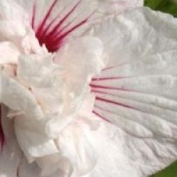 Hibiscus syriacus China Chiffon � 'Bricutts' cov'
