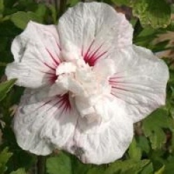 Hibiscus syriacus China Chiffon � 'Bricutts' cov'