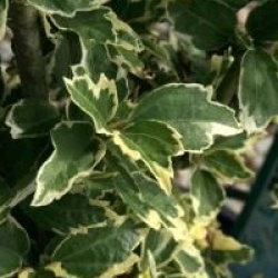 Hibiscus syriacus 'Meehanii'