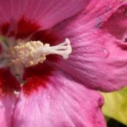 Hibiscus syriacus 'Woodbridge'