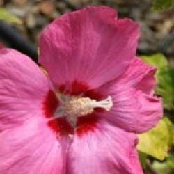 Hibiscus syriacus 'Woodbridge'