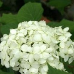 Hydrangea arborescens 'Annabelle'
