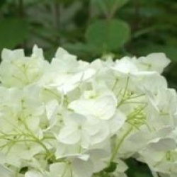 Hydrangea arborescens 'Grandiflora'