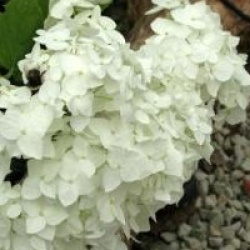 Hydrangea arborescens 'Grandiflora'
