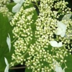 Hydrangea arborescens subsp. radiata 