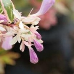 Abelia x grandiflora 'Hopleys'